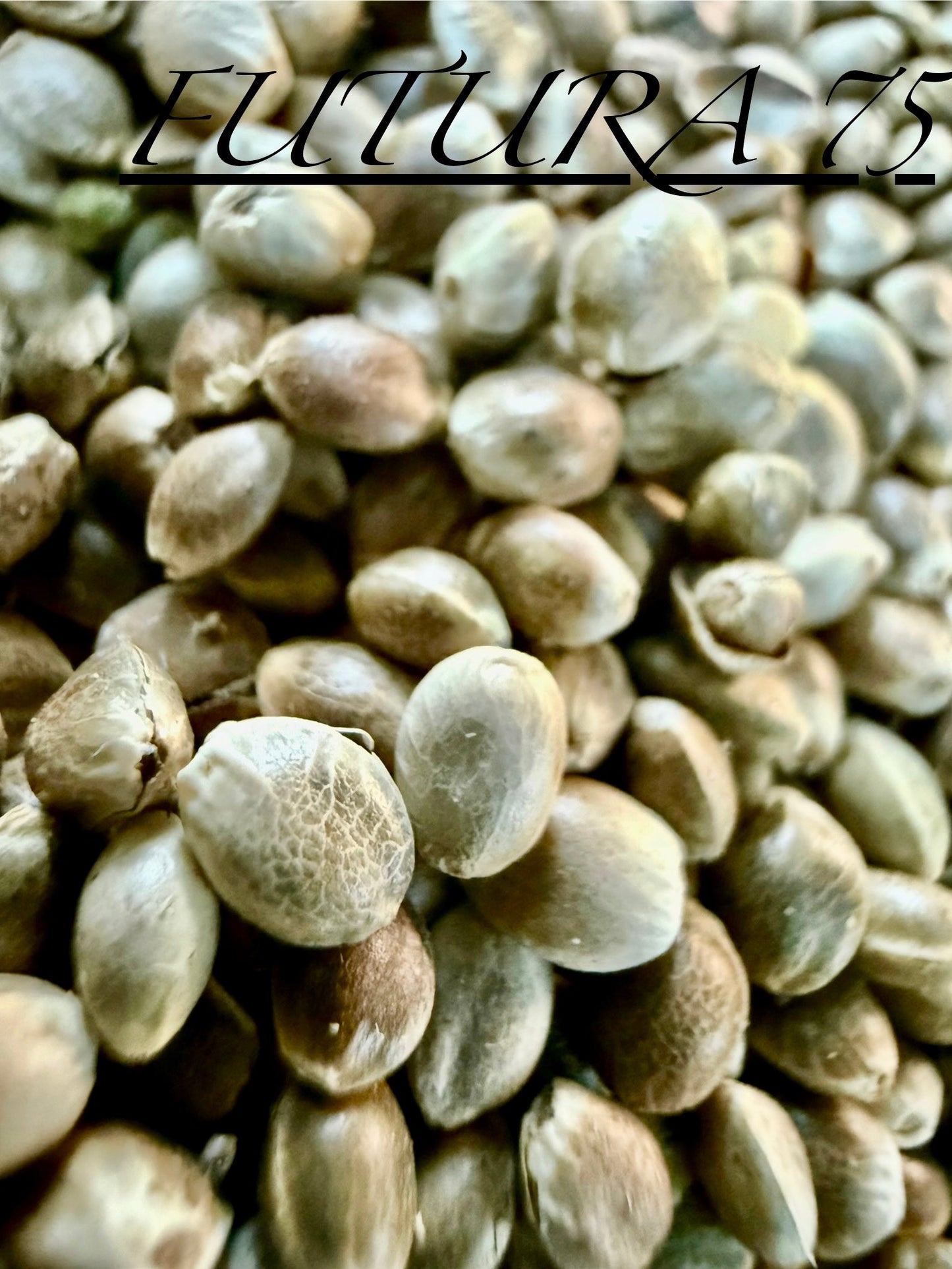 Ripkitty International & Domestic Live Raw Viable CBD Hemp Seeds Sold in Bulk & Single Amounts for Agriculture, Poultry, Equine Feeding, & Livestock