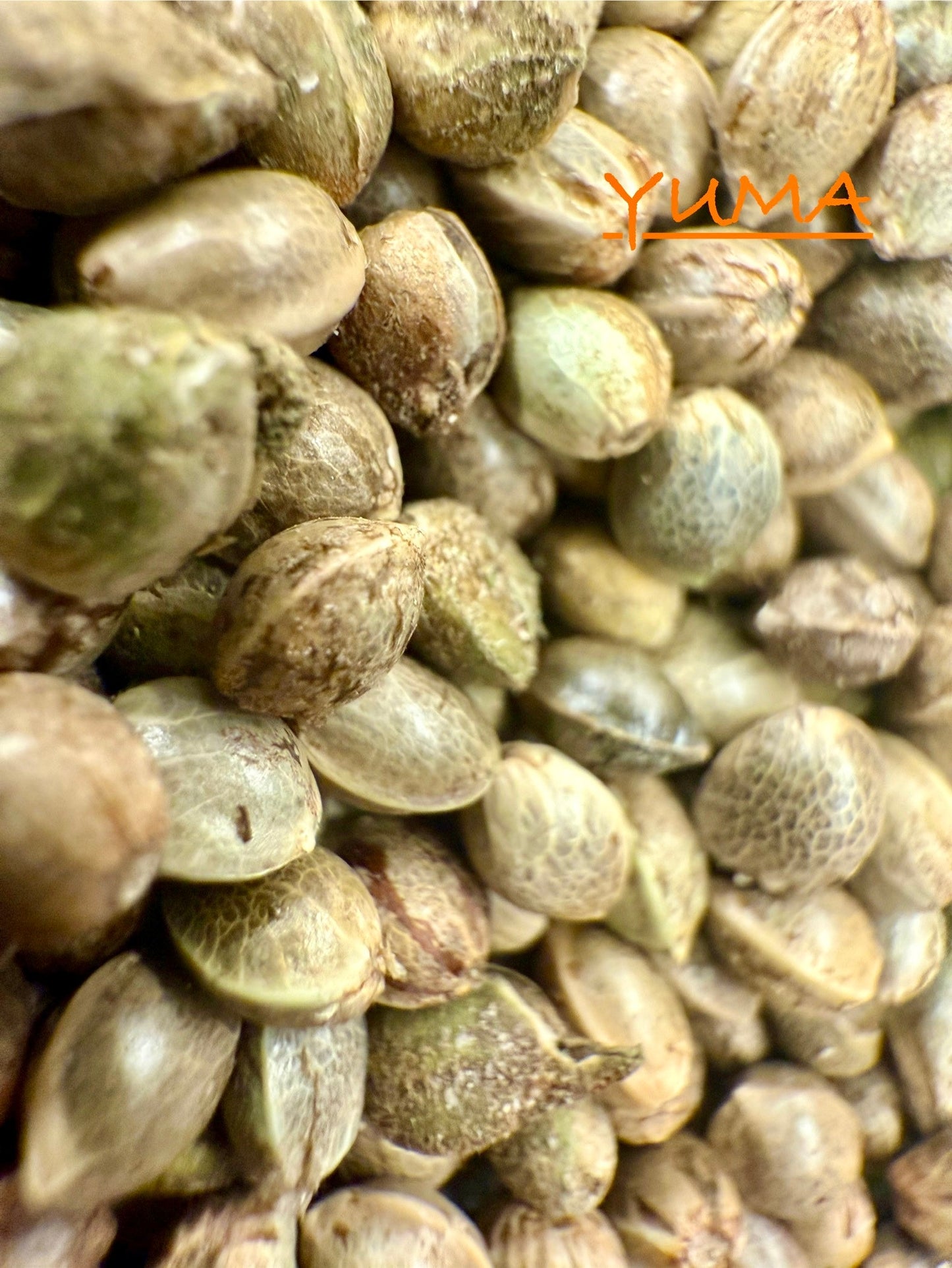 Ripkitty International & Domestic Live Raw Viable CBD Hemp Seeds Sold in Bulk & Single Amounts for Agriculture, Poultry, Equine Feeding, & Livestock
