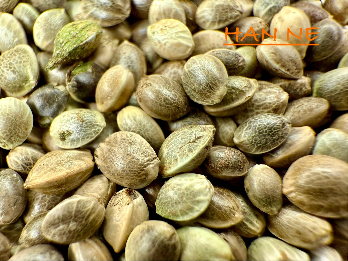 Ripkitty International & Domestic Live Raw Viable CBD Hemp Seeds Sold in Bulk & Single Amounts for Agriculture, Poultry, Equine Feeding, & Livestock