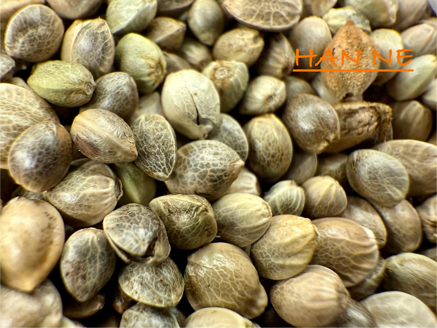 Ripkitty International & Domestic Live Raw Viable CBD Hemp Seeds Sold in Bulk & Single Amounts for Agriculture, Poultry, Equine Feeding, & Livestock