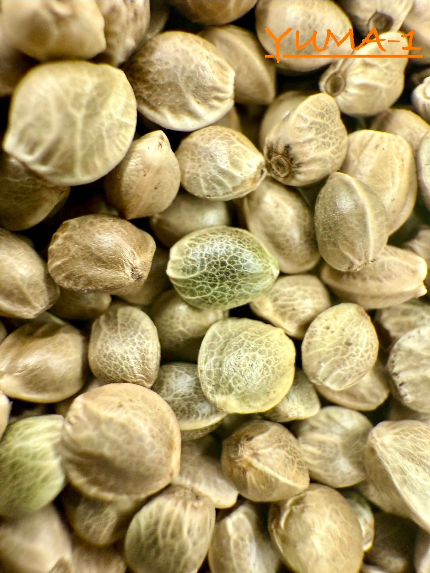 Ripkitty International & Domestic Live Raw Viable CBD Hemp Seeds Sold in Bulk & Single Amounts for Agriculture, Poultry, Equine Feeding, & Livestock