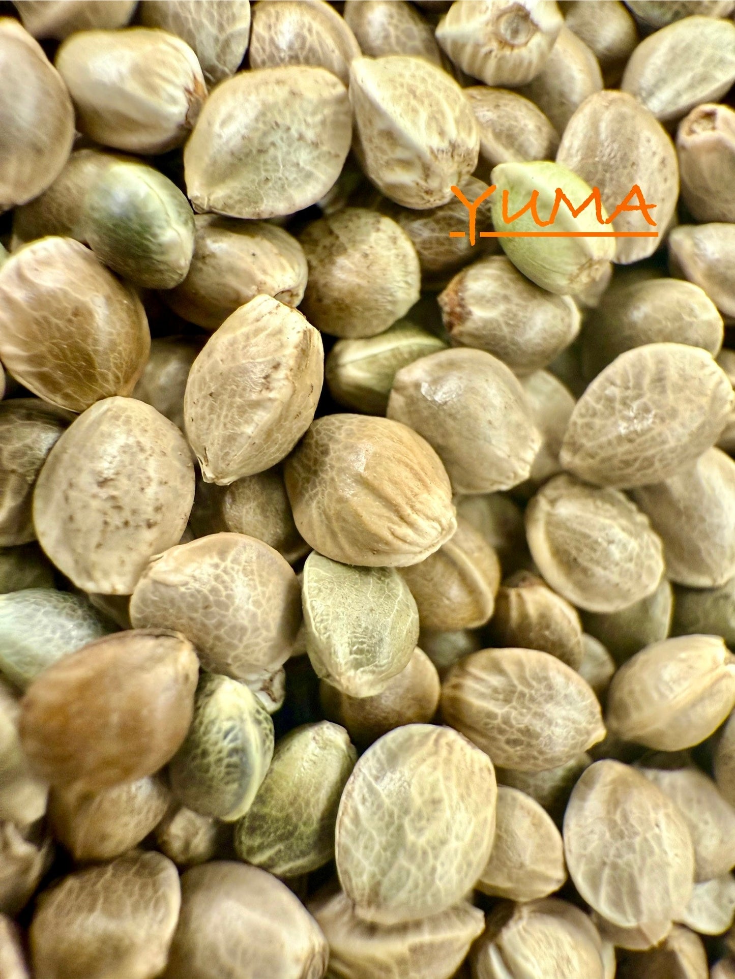 Ripkitty International & Domestic Live Raw Viable CBD Hemp Seeds Sold in Bulk & Single Amounts for Agriculture, Poultry, Equine Feeding, & Livestock