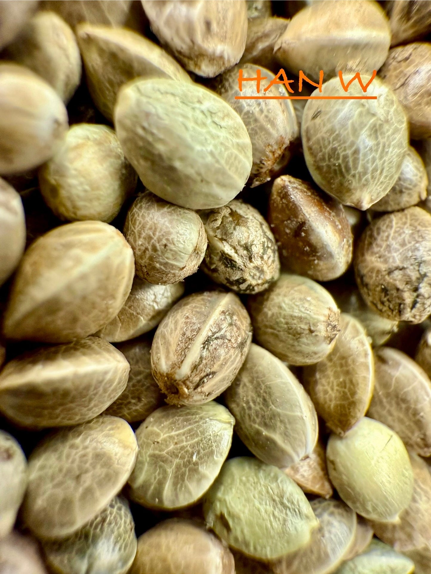 Ripkitty International & Domestic Live Raw Viable CBD Hemp Seeds Sold in Bulk & Single Amounts for Agriculture, Poultry, Equine Feeding, & Livestock
