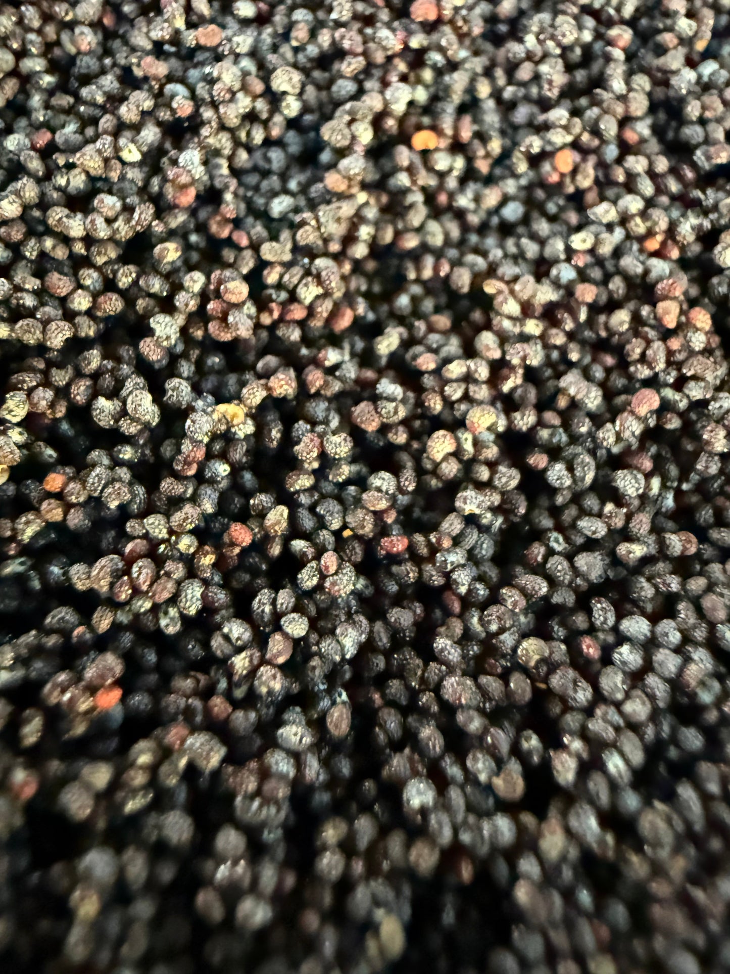 Ripkitty Premium Unwashed Untreated Unprocessed Raw Organic Natural Whole Papaver Somniferum Culinary Poppy Seeds