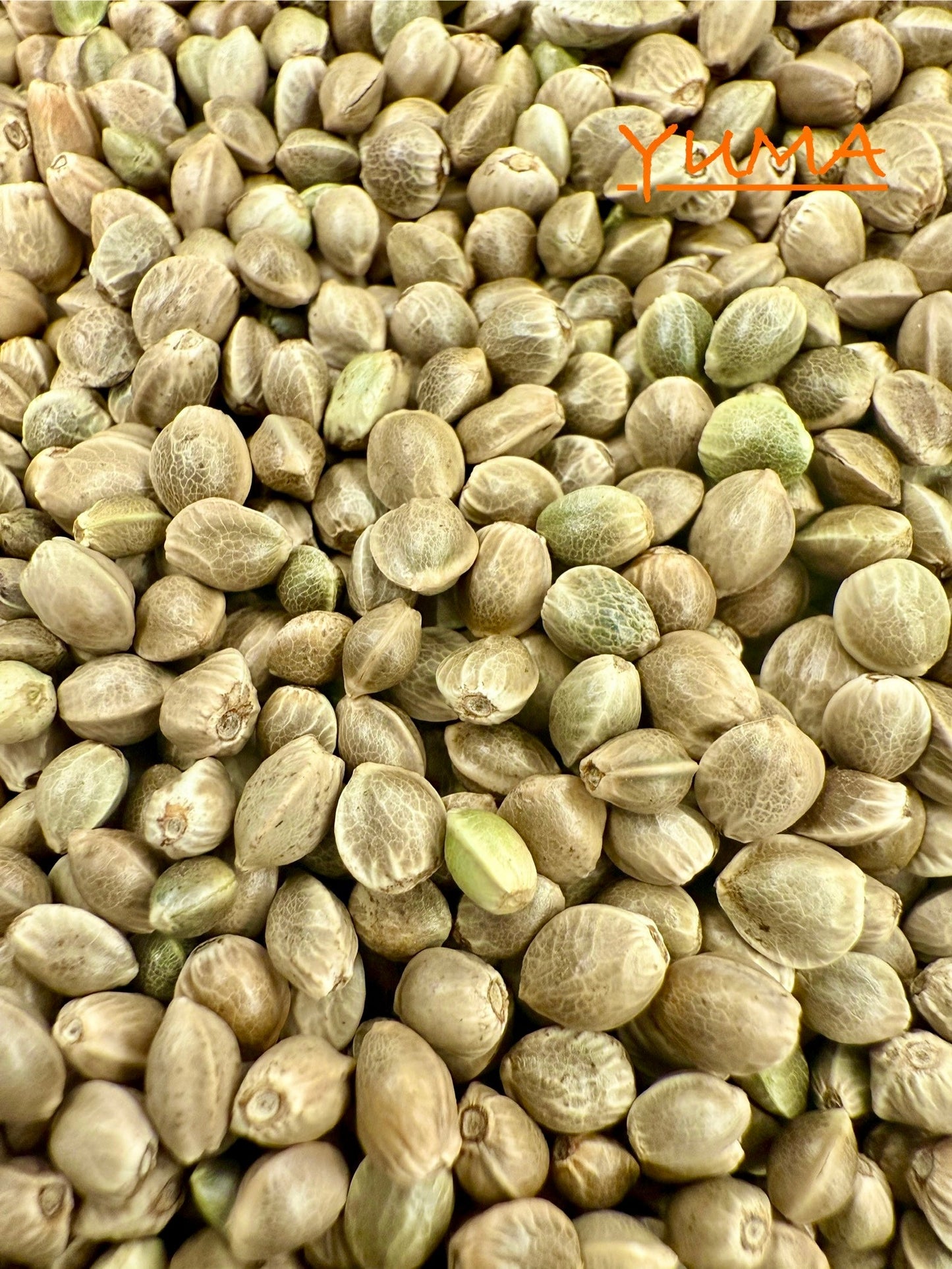 Ripkitty International & Domestic Live Raw Viable Hemp Seeds Sold in Bulk & Single Amounts for Agriculture, Poultry, Equine Feeding, & Livestock